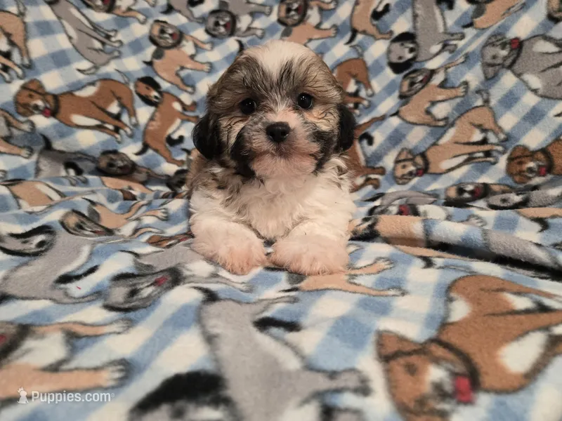 Shihtzu /Bichon  – Bichon Frise, Shih Tzu puppy for sale in Buffalo, NY