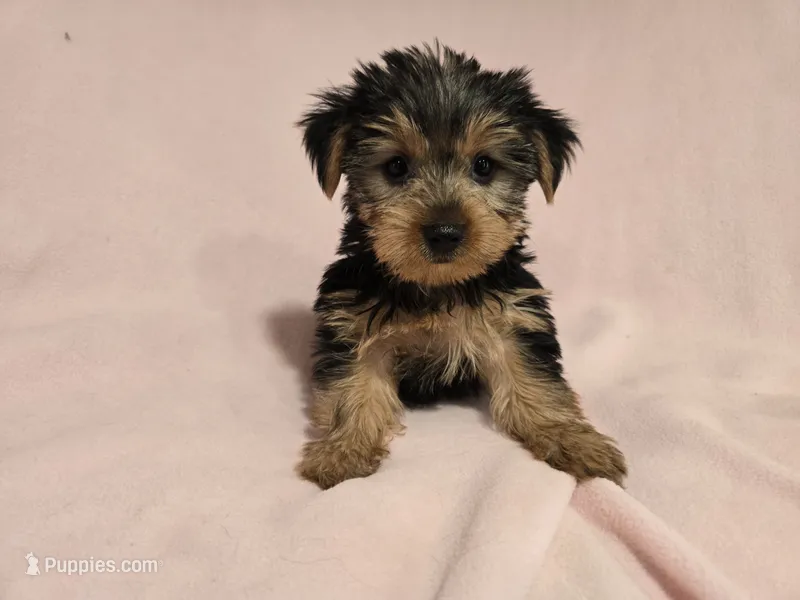 Yorkie Terrier – Yorkshire Terrier puppy for sale in Buffalo, NY
