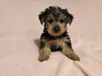 Yorkie Terrier, a female Yorkshire Terrier for sale in Buffalo, NY – 1 of 5