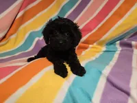 Cockapoo, a female Cockapoo for sale in Buffalo, NY – 3 of 4