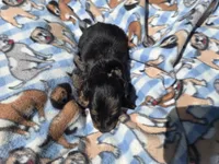 Mini Dachshund, a male Miniature Dachshund for sale in Buffalo, NY – 4 of 5