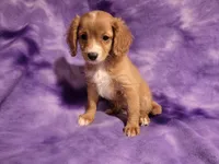Cavapoo, a female Cavapoo for sale in Buffalo, NY – 4 of 6