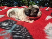 Bichon /Shih tzu , a male Bichon Frise and Shih Tzu for sale in Buffalo, NY – 3 of 4