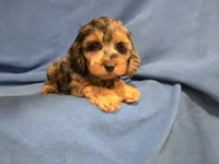 Cockapoo, a male Cockapoo for sale in Buffalo, NY – 4 of 4