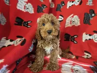 Cockapoo, a male Cocker Spaniel and Poodle - Miniature  for sale in Buffalo, NY – Photo 2 of 4