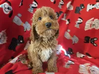 Cockapoo, a male Cocker Spaniel and Poodle - Miniature  for sale in Buffalo, NY – Photo 4 of 4