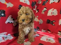 Cockapoo, a male Cocker Spaniel and Poodle - Miniature  for sale in Buffalo, NY – Photo 3 of 4