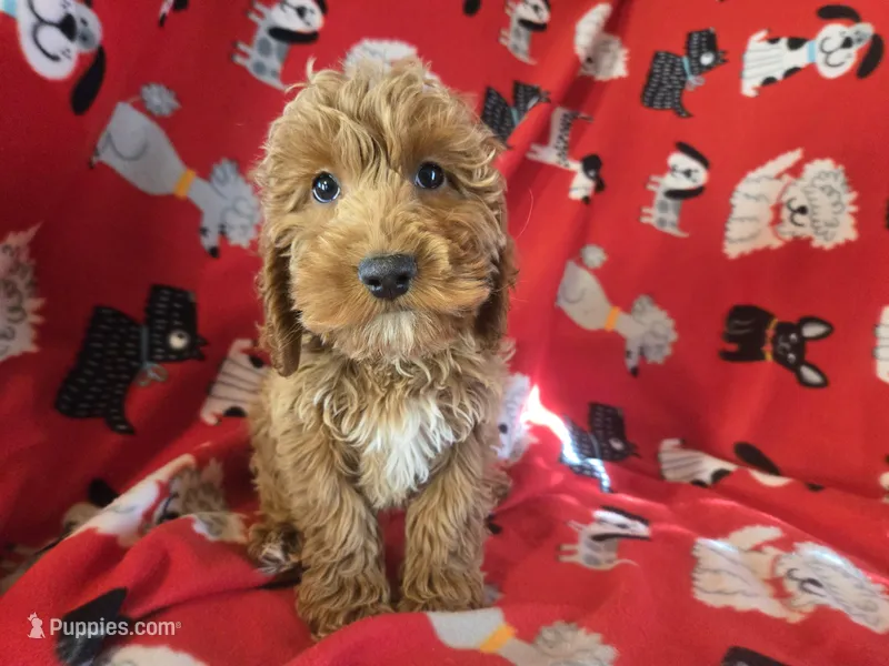 Cockapoo – Cocker Spaniel, Poodle - Miniature  puppy for sale in Buffalo, NY