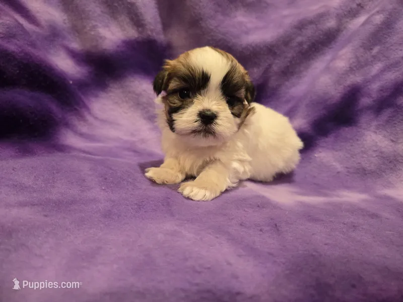 Shihtzu /Bichon – Bichon Frise, Shih Tzu puppy for sale in Buffalo, NY