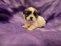 Shihtzu /Bichon, a female Bichon Frise and Shih Tzu for sale in Buffalo, NY – 1 of 4