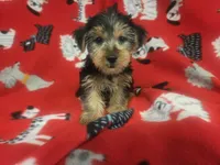 Yorkie Terrier, a male Yorkshire Terrier for sale in Buffalo, NY – 2 of 4