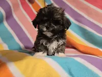 Shihtzu /Maltese , a female Maltese and Shih Tzu for sale in Buffalo, NY – 3 of 5