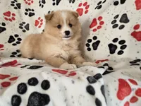 Pomchi, a male Pomchi for sale in Buffalo, NY – 2 of 4