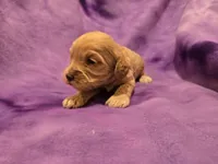 Cockapoo , a female Cockapoo for sale in Buffalo, NY – Photo 5 of 5