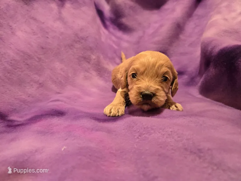 Cockapoo  – Cockapoo puppy for sale in Buffalo, NY