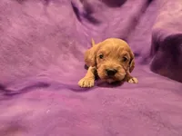 Cockapoo , a female Cockapoo for sale in Buffalo, NY – Photo 1 of 5
