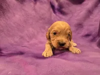 Cockapoo , a female Cockapoo for sale in Buffalo, NY – Photo 2 of 5