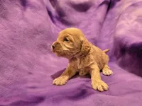 Cockapoo , a female Cockapoo for sale in Buffalo, NY – Photo 3 of 5