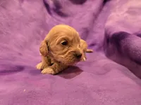 Cockapoo , a female Cockapoo for sale in Buffalo, NY – Photo 4 of 5