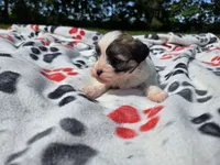 Bichon /Shih tzu , a male Bichon Frise and Shih Tzu for sale in Buffalo, NY – 4 of 5