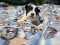 Shihpoo /Maltese , a male Shihpoo and Maltese for sale in Buffalo, NY – 2 of 3