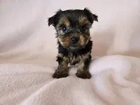 Yorkie Terrier, a female Yorkshire Terrier for sale in Buffalo, NY – 1 of 4