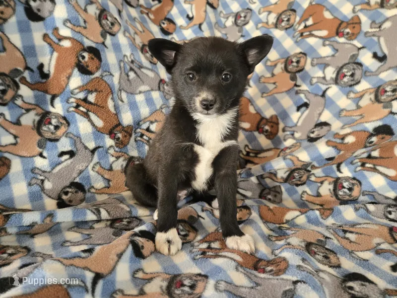 Pomchi  – Pomchi puppy for sale in Buffalo, NY