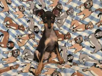 Mini Pinscher, a male Miniature Pinscher for sale in Buffalo, NY – 2 of 4