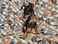 Mini Pinscher, a male Miniature Pinscher for sale in Buffalo, NY – 3 of 5