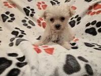 Yorkiepoo /Maltese, a male Yorkipoo and Maltese for sale in Buffalo, NY – 3 of 4