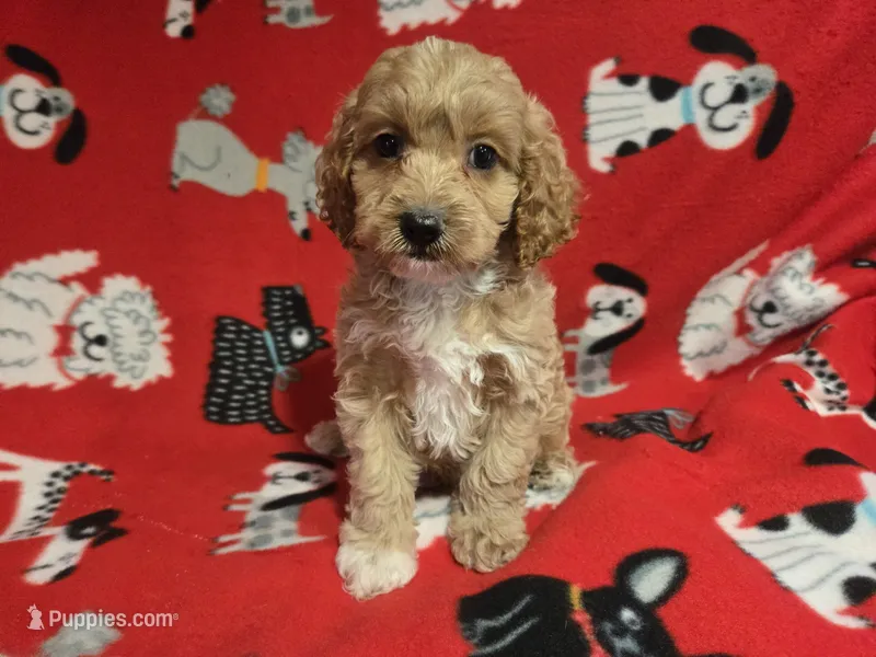 Cockapoo – Cockapoo puppy for sale in Buffalo, NY