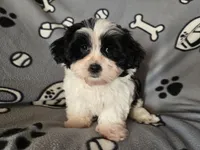 Maltese /Shihtzu , a male Maltese and Shih Tzu for sale in Buffalo, NY – Photo 6 of 6
