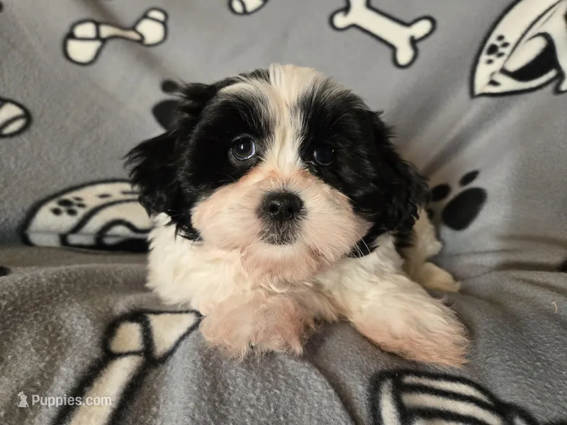 Maltese /Shihtzu  – Maltese, Shih Tzu puppy for sale in Buffalo, NY