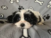 Maltese /Shihtzu , a male Maltese and Shih Tzu for sale in Buffalo, NY – Photo 5 of 6