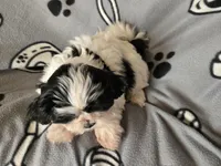 Maltese /Shihtzu , a male Maltese and Shih Tzu for sale in Buffalo, NY – Photo 4 of 6