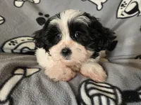 Maltese /Shihtzu , a male Maltese and Shih Tzu for sale in Buffalo, NY – Photo 2 of 6