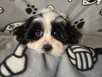 Maltese /Shihtzu , a male Maltese and Shih Tzu for sale in Buffalo, NY – Photo 3 of 6