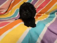 Cockapoo, a female Cockapoo for sale in Buffalo, NY – 4 of 4