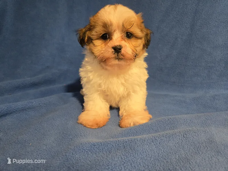 Bichon /Shih tzu  – Bichon Frise, Shih Tzu puppy for sale in Buffalo, NY