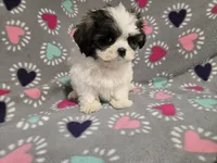 Shihtzu /Maltese , a female Maltese and Shih Tzu for sale in Buffalo, NY – 4 of 4