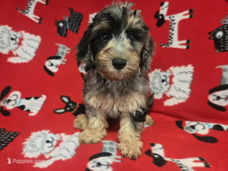 Cockapoo – Cockapoo puppy for sale in Buffalo, NY