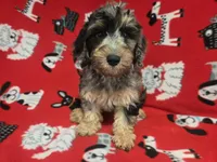Cockapoo, a male Cockapoo for sale in Buffalo, NY – 3 of 4