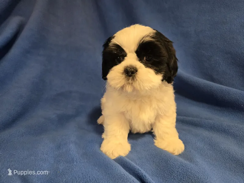 Shihtzu /Maltese mix – Maltese, Shih Tzu puppy for sale in Buffalo, NY