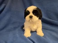 Shihtzu /Maltese mix, a male Maltese and Shih Tzu for sale in Buffalo, NY – 1 of 4