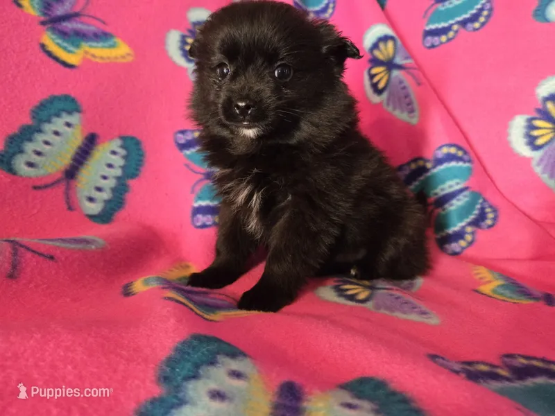 Pomchi  – Chihuahua, Pomeranian puppy for sale in Buffalo, NY
