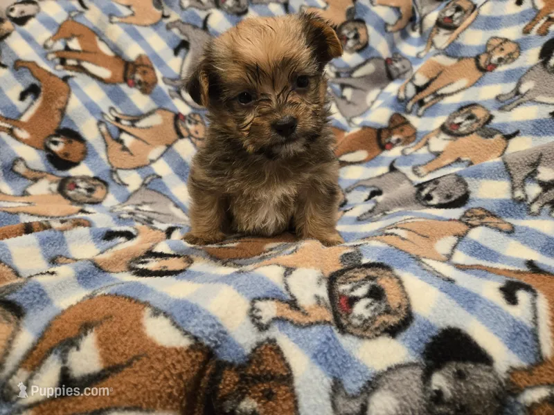 Shorkie – Shih Tzu, Yorkshire Terrier puppy for sale in Buffalo, NY