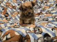 Shorkie, a male Shih Tzu and Yorkshire Terrier for sale in Buffalo, NY – 1 of 5