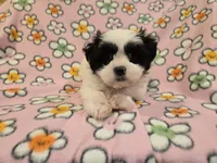 Shihtzu /Maltese , a female Maltese and Shih Tzu for sale in Buffalo, NY – 4 of 4