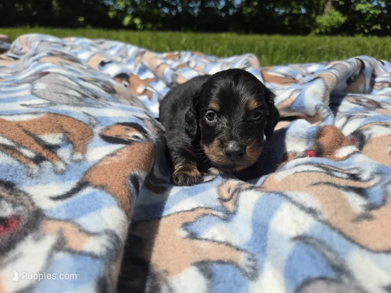 Mini Dachshund – Miniature Dachshund puppy for sale in Buffalo, NY