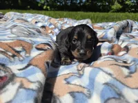 Mini Dachshund, a male Miniature Dachshund for sale in Buffalo, NY – 1 of 5